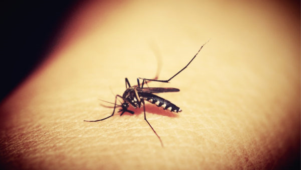 刺されないために、蚊が血を吸うその秘密とメカニズムを知っておこう！！